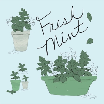 Fresh Mint herb plant in cute little pots hand drawn pen and ink, digital colored illustration